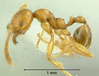 Pheidole aspidata, paratype minor, Eg04-VN-800 from S. Vietnam, body in profile
