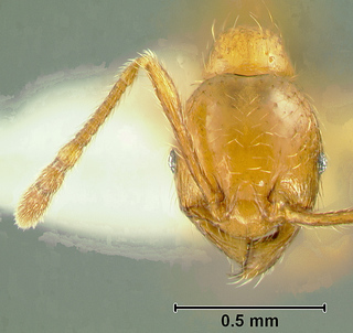 Pheidole aspidata, paratype minor, Eg04-VN-800 from S. Vietnam, head in full-face view