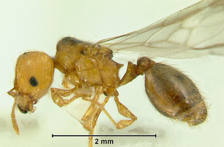 Pheidole aspidata, paratype queen, Eg04-VN-800 from S. Vietnam, body in profile