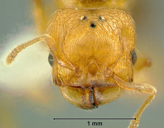 Pheidole aspidata, paratype queen, Eg04-VN-800 from S. Vietnam, head in full-face view