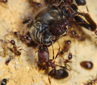 Pheidole yeensis, scavaging on a dead wasp