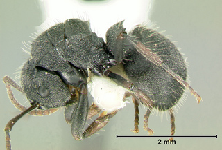 Polyrhachis phidias, worker, side