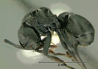 Polyrhachis rufipalpis, worker, side