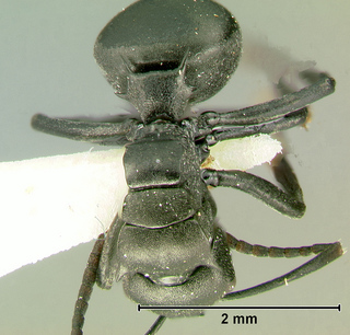 Polyrhachis rufipalpis, worker, top