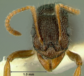 Rhytidoponera wilsoni, paratype worker, head