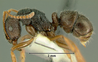 Rhytidoponera wilsoni, paratype worker, side
