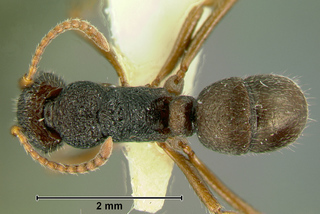 Rhytidoponera wilsoni, paratype worker, top