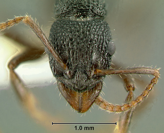 Rhytidoponera wilsoni, worker, head