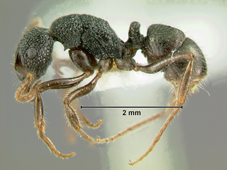 Rhytidoponera wilsoni, worker, side