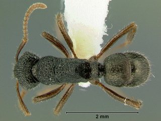 Rhytidoponera wilsoni, worker, top