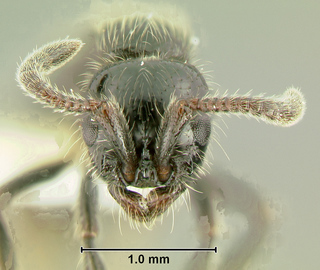 Cerapachys cohici, worker, head