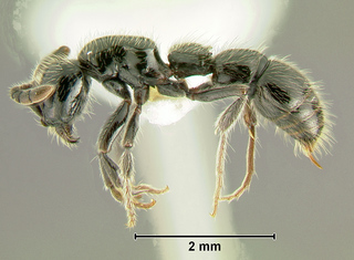 Cerapachys cohici, worker, side