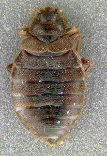 Cimex lectularius, adult male, top