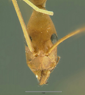 Leptomyrmex fragilis, worker, frontal
