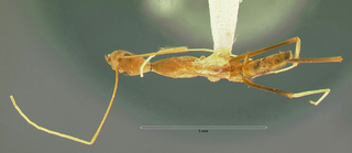 Leptomyrmex fragilis, worker, top