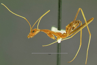 Leptomyrmex fragilis, worker side