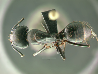 Camponotus modoc