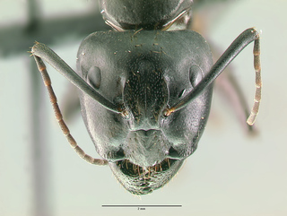 Camponotus modoc