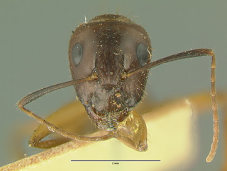 Camponotus picipes pudorosus, major, frontal
