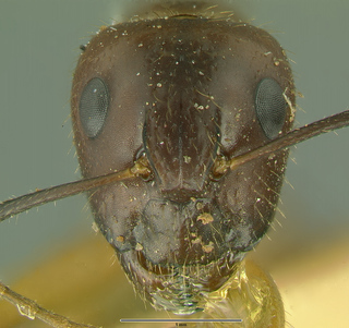 Camponotus picipes pudorosus, major, head