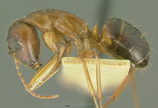 Camponotus picipes pudorosus, major, side