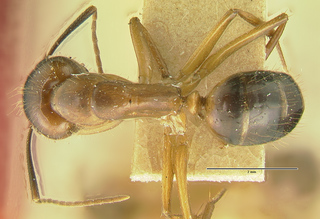 Camponotus picipes pudorosus, major, top
