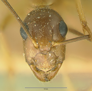 Camponotus picipes pudorosus, minor, head