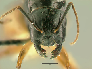 Camponotus sansabeanus, Queen