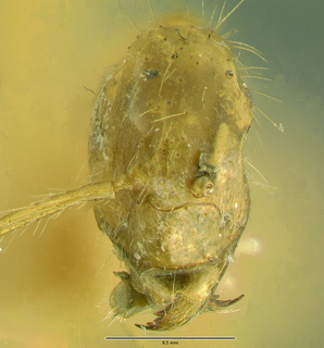 Euprenolepis negrosensis, worker, frontal