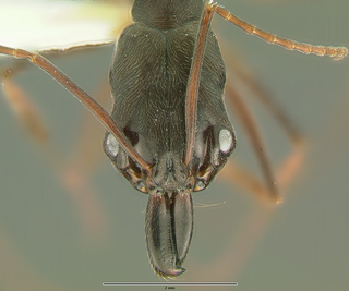 Odontomachus bauri, worker, head