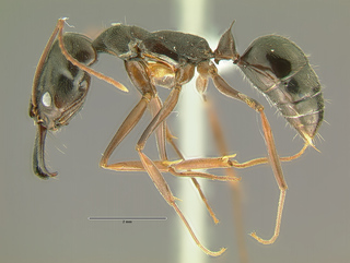 Odontomachus bauri, worker, side