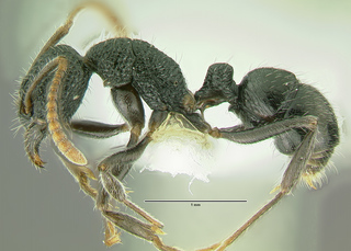 Rhytidoponera pulchella, worker, side