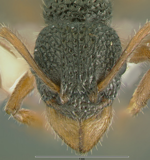 Rhytidoponera versicolor, worker, frontal