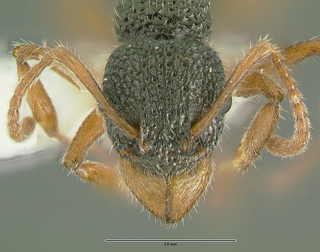 Rhytidoponera versicolor, worker, head