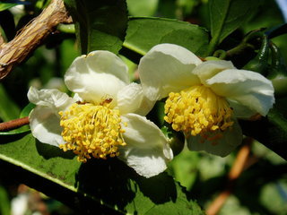 Camellia sinensis, Tea Camellia flowers