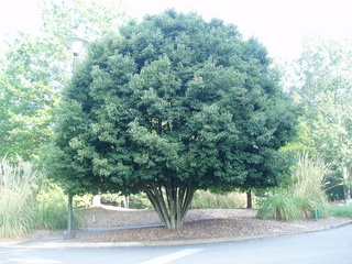 Quercus glauca, Japanese Blue Oak