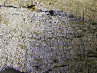 Fissurina insidiosa, herbarium specimen