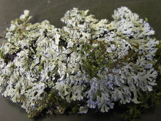 Heterodermia crocea, herbarium specimen