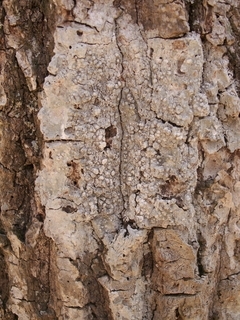 Pertusaria paratuberculifera