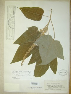 Croton gossypiifolius