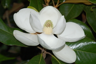 Magnolia Flower on Magnolia Grandiflora  Claudia Wannamaker  Flower Image