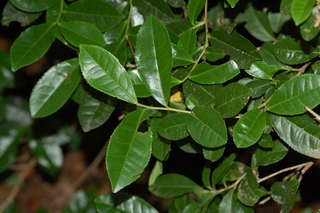 Camellia sinensis, Tea, branching