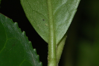 Camellia sinensis, Tea, leaf base under