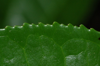 Camellia sinensis, Tea, leaf margin upper