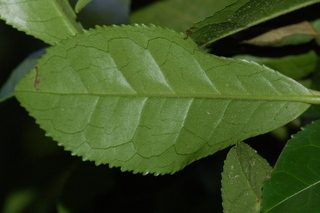Camellia sinensis, Tea, leaf under