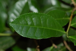 Camellia sinensis, Tea, leaf upper