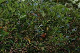 Camellia sinensis, Tea, plant