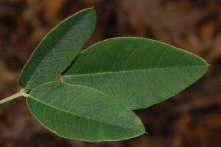 Lespedeza thunbergii, Alba, Bush clover, leaf upper
