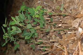 Lespedeza thunbergii, Alba, Bush clover, plant