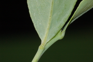 Vaccinium virgatum, leaf base under